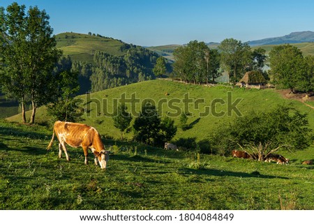 White and brown puddled cow on a green meadow with trees and thick grass in a rural area of ​​Romania, a hamlet where cows grow up healthy and free in nature, offering quality milk and cheese.  Royalty-Free Stock Photo #1804084849