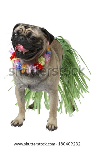 pug dog wearing Hawaiian hula outfit and lei on white 