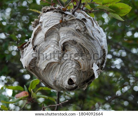 Hornets nest in a branch Royalty-Free Stock Photo #1804092664