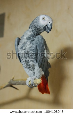 Jaco parrot sitting on a branch