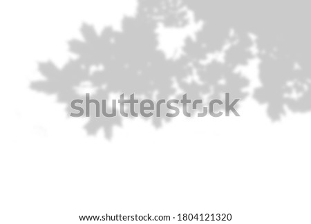 Shadow of a maple branch on a white background. White and black for superimposing a photo or mockup.