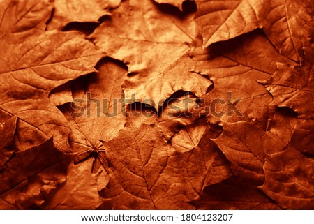 Colorful background of autumn maple tree leaves background close up. Multicolor maple leaves autumn background. 