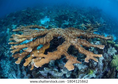 An Elkhorn coral, Acropora palmata, grows on a shallow coral reef in Belize. The reefs of this region are part of the Mesoamerican Barrier Reef, the second largest reef system on Earth. Royalty-Free Stock Photo #1804125862
