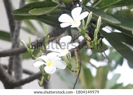 White plumeria flowers yellow stamens in Southeast Asia, Thailand