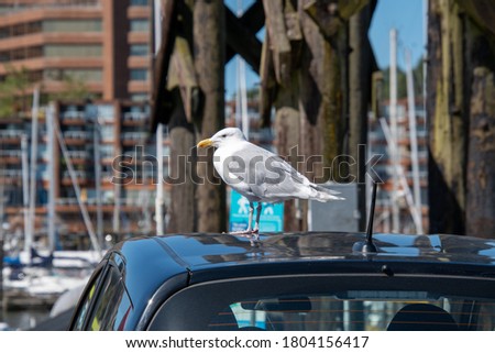 A picture of a seagull resting on the car roof.     