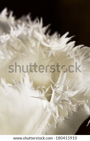 White, beautiful tulip with details on black background 