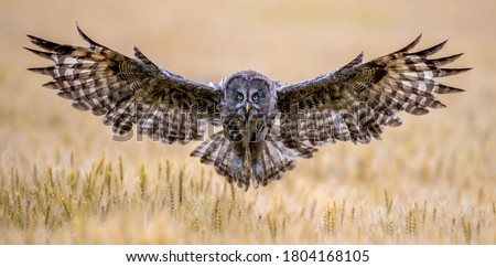 Great Grey Owl foraging in the forest