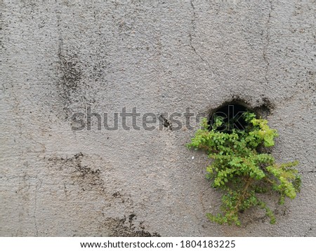 The cement wall has a green moss.