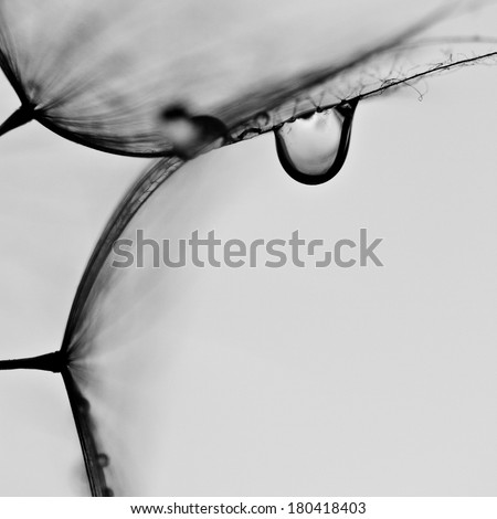 Abstract macro photo of plant seeds with water drops. Big dandelion seed 