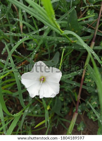 The close up of Convolvulus arvensis.Close up of bindweed flower.pollination.Bindweed flower with blurred background. Convolvulus scammonia. Japanese bindweed. Morning glory flower. False bindweed.