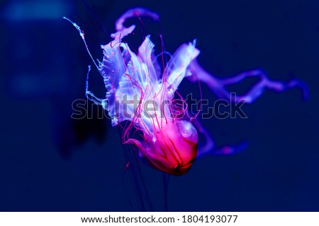 A purple-striped jelly fish (Chrysaora colorata)