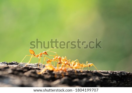 Fire ants are several species of ants in the genus Solenopsis. They are, however, only a minority in the genus, which includes over 200 species of Solenopsis worldwide.