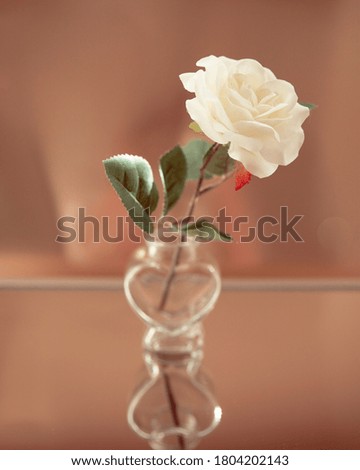 White Flower and Bokeh Background