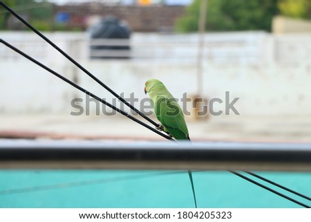 A parrot is sitting on the wire