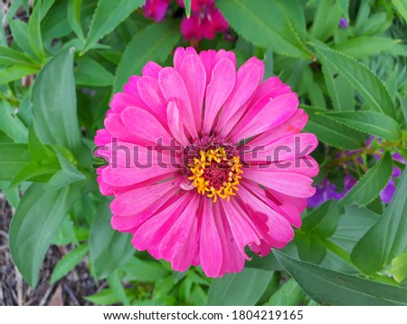 Closed up photo of pink flower  with blurred green leaves as the background