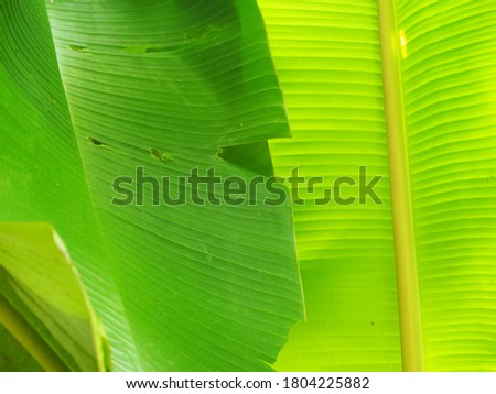 A close up line of banana leaf