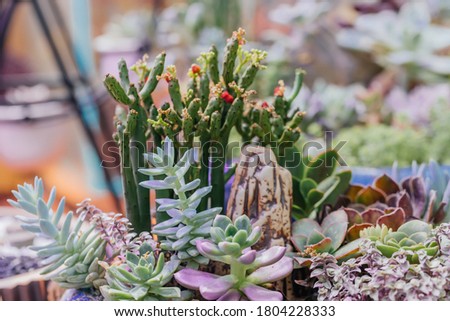 Macro close-up of dense succulents in outdoor garden