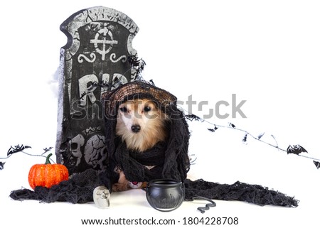 chihuahua to Halloween with tombstone decor on white background 