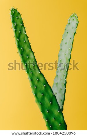 Green cactus on yellow background. Minimal decoration plant on color background. Minimal decoration plant on color background. Joyful color and stylish summer fine art for print and web design.