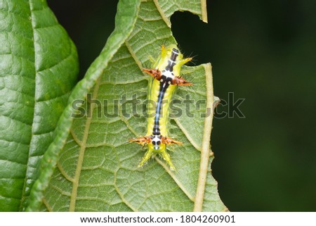 Dorsal of Colorful caterpillar, Monema flavescens, Satara, Maharashtra, India