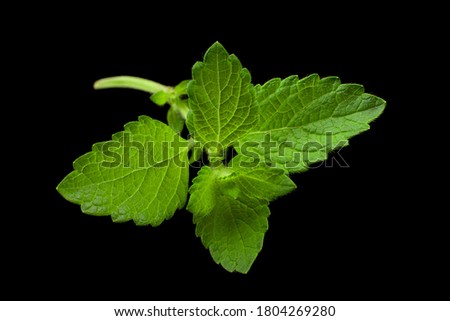 Mellisa lemon balm leaf cloesup isolated on black background