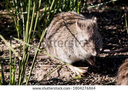 the long nosed potoroo is hiding in the grass