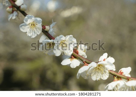 a branch of a cherry blossom 