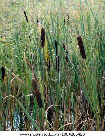 Reed mace plant also known as cat - tail, bulrush, swamp sausage, punks, typha angustifolia Royalty-Free Stock Photo #1804285423