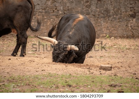 A dark brown bull with long horns on a farm