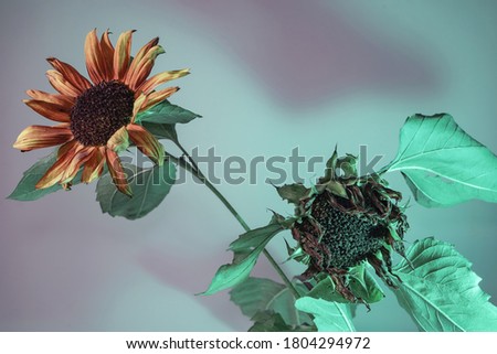 Abstract sunflower plant color light. Beautiful plant minimal in neon light. Minimalism retro style concept. Background pattern for design. 