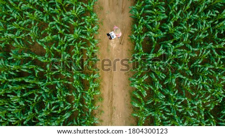 Aerial view of asian farmer standing in corn field with laptop in his hands and examining crop.