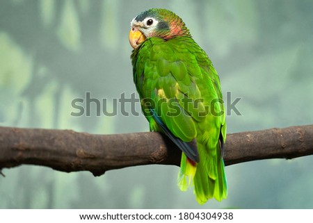 Yellow-billed Jamaican amazon, Amazona collaria, green parrot sitting on the branch in the nature habitat, Jamaica. Bird in the green vegetation, endemic from Jamaica. Royalty-Free Stock Photo #1804304938