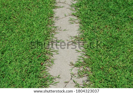 Texture of green grass with cement line in the garden