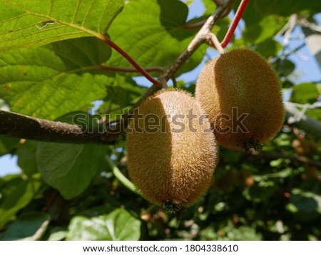 kiwis hanging in their row among the foliage in summer