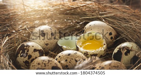 Several quail eggs in a decorative nest made of straw on a wooden table close-up, horizontal banner