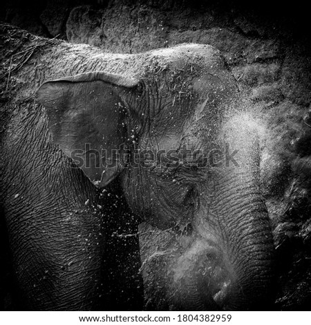 Isolated close up of a single Indian elephant taking a mud bath- Israel
