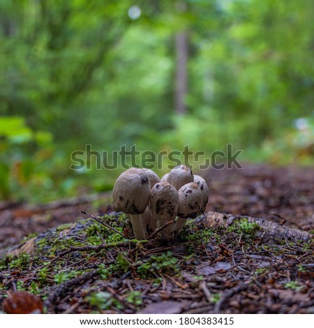 Mushrooms growing on the middle of a forest road in Europe. Picture taken on a summer day in August. Location is in a forest that is very dark.