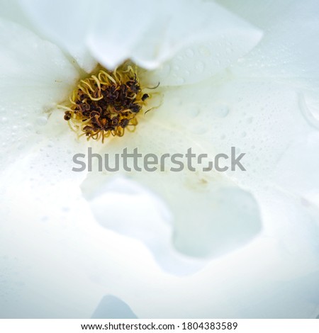 Macro image of white rose . Close up view .