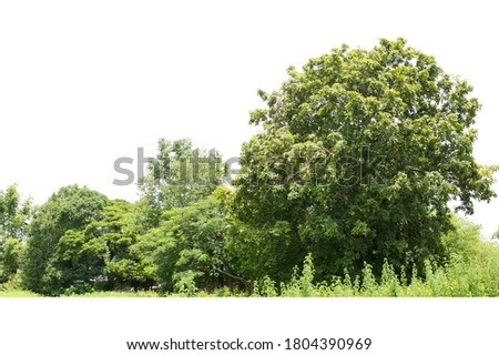 Group of tree isolated on white,tropical trees isolated used for design, advertising and architecture Royalty-Free Stock Photo #1804390969