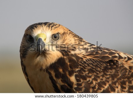 Close up of a young hawk in scenic Saskatchewan