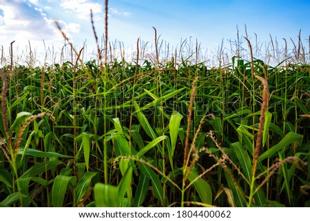 Corn stalk background.Cultivated green corn field on rural farm.Natural organic foods grow outdoor 