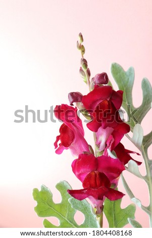 Bright crimson snapdragon flower close-up on a pink background.