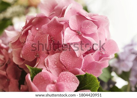 Floral background. Soft Hydrangea or Hortensia flowers with water drops on petals. Artistic natural background. Flowers in bloom in spring time. Extremely shallow depth of field