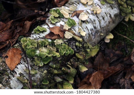 An old fallen tree. Mushrooms grow on a tree trunk. Selective focus