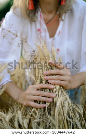 Woman in a wheat field. Spikelets in female hands as a symbol of life.