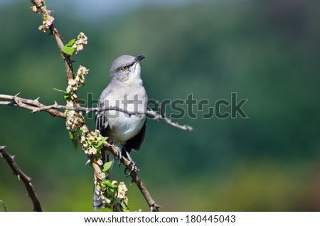 Northern Mockingbird Perched in a Tree