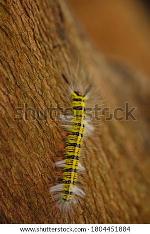 a black yellow caterpillar crawling on a brown tree trunk. the caterpillar will metamorphose into a butterfly. This insect likes to eat plant leaves. macro photography.