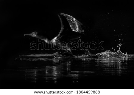 Amazing Double-Crested Cormorant  black and white action shot, New York, United States