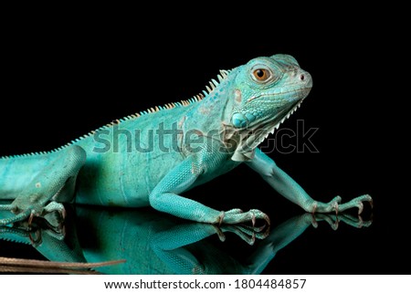 Blue Iguana closeup on branch, Blue Iguana "Grand Cayman Blue Iguana", Cyclura Lewisi 