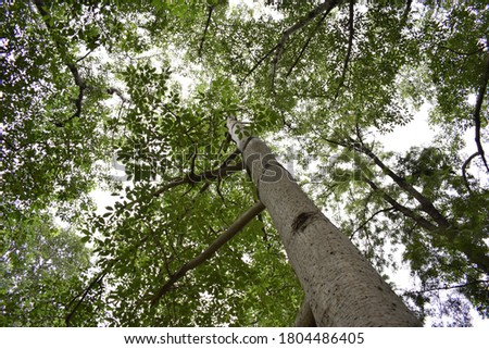 Close up tree branches pictures. Green leafs and sky background.